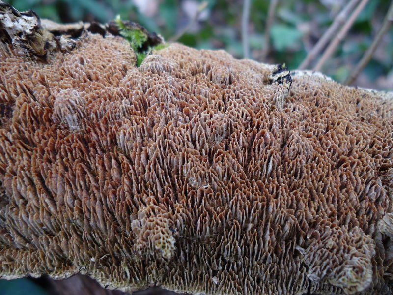 Gommoso ... (Datronia mollis)